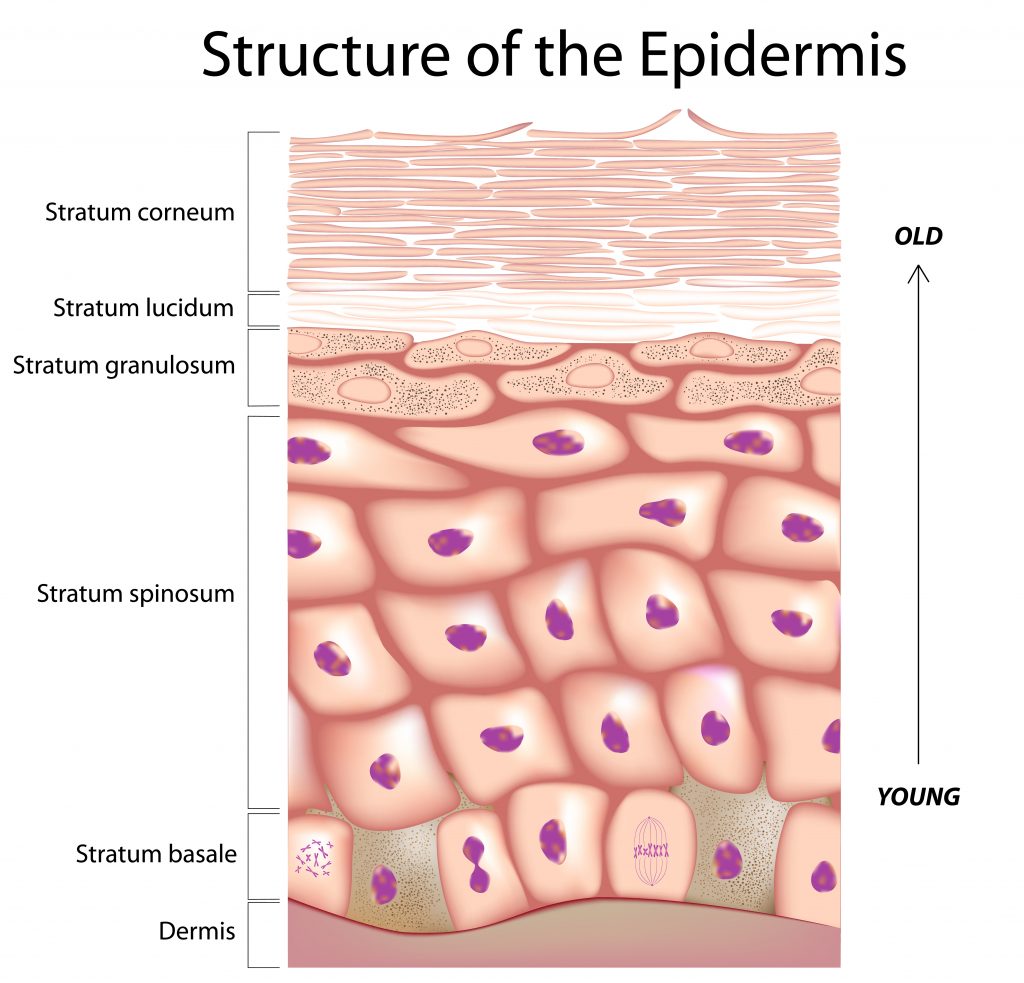 Estructura anatómica de la epidermis